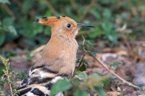 Free Detailed shot of an Eurasian hoopoe showcasing its distinct crest amid natural surroundings. Stock Photo