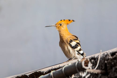 Foto stok gratis alam, burung, fokus selektif