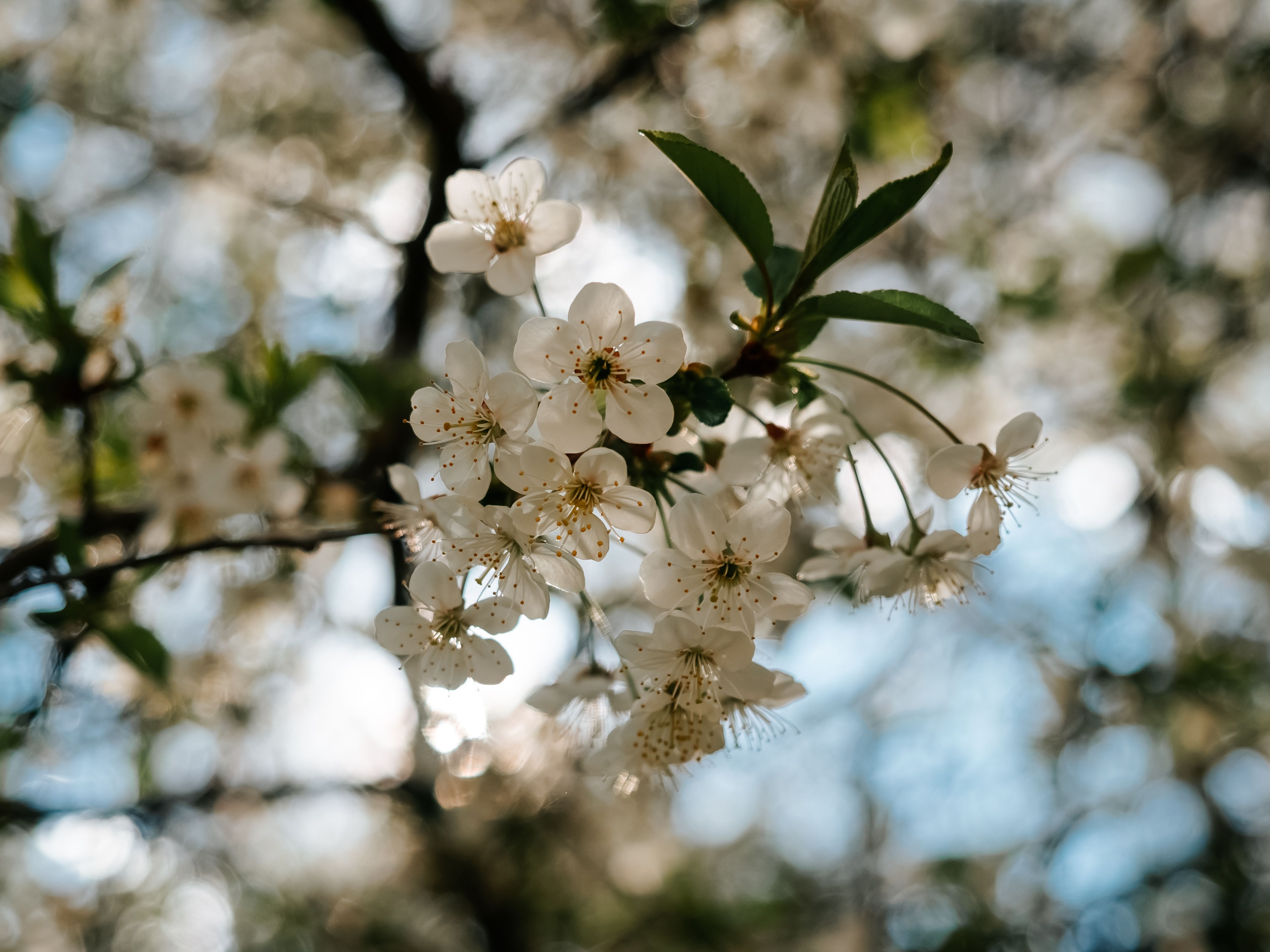 Close up of Cherry Blossoms · Free Stock Photo