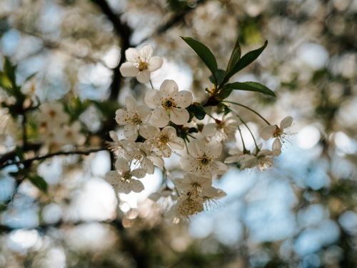Free Delicate cherry blossoms in full bloom, capturing the essence of spring. Stock Photo