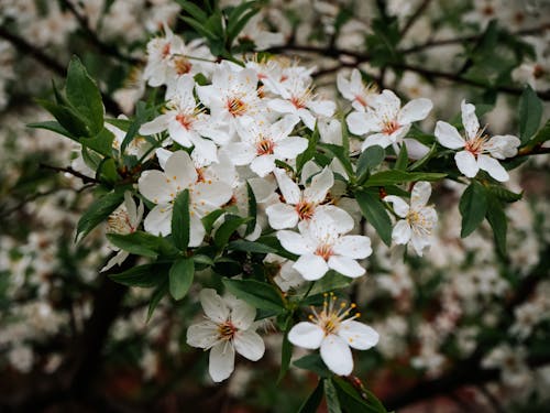 Close up of White Blossoms