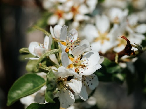 Immagine gratuita di crescita, fiori bianchi, melo
