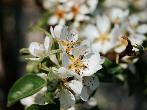 Photos gratuites de croissance, fleurs blanches, fond d'écran