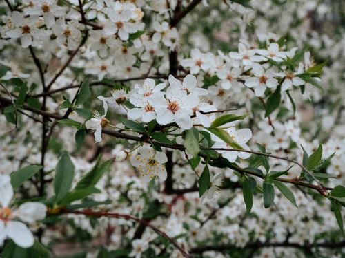 Free White cherry blossoms in full bloom, showcasing the freshness of spring. Stock Photo