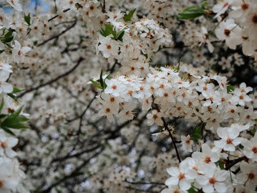 Close up of White Cherry Blossoms