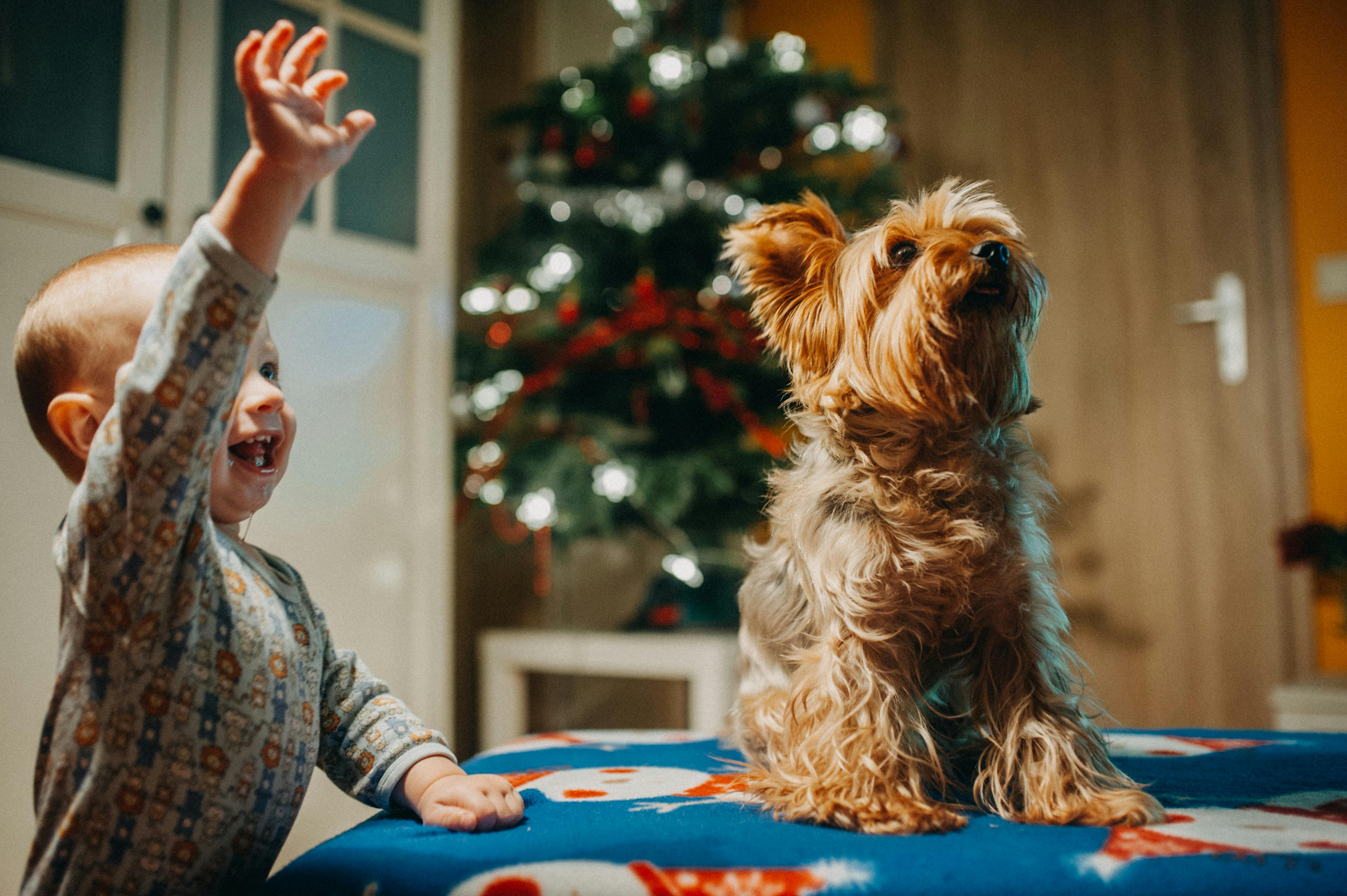 Learn Tips For Pet Safety During Burlington County Animal Shelter’s Family Safety Day Open House — Photo by Helena Jankovičov