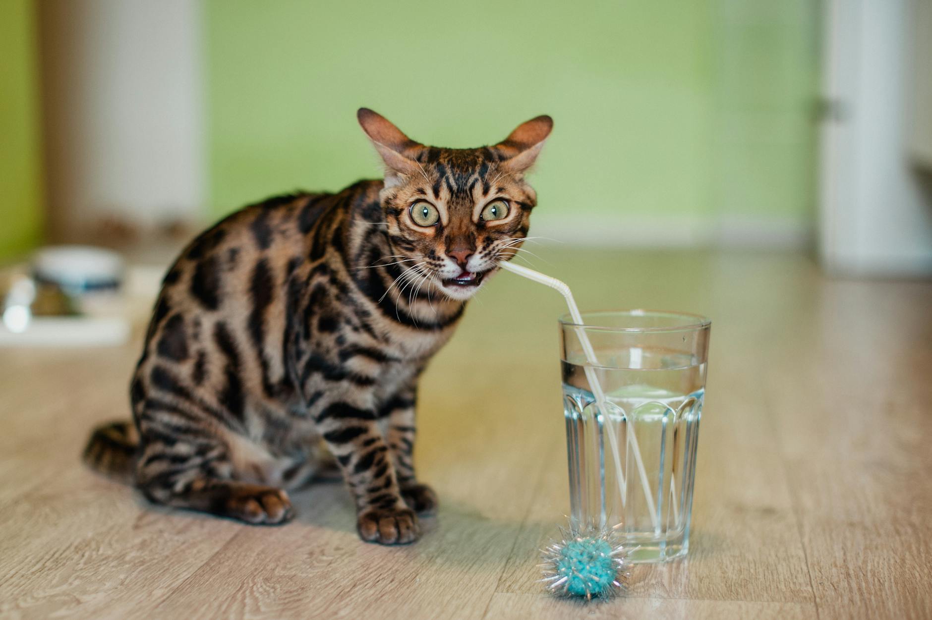 Cat Drinking Water From A Glass On A Nightstand