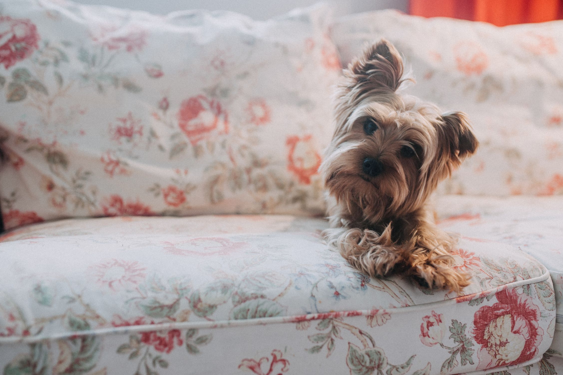 Cute Yorkshire Terrier lying down on a floral couch, showing pet's relaxed posture.