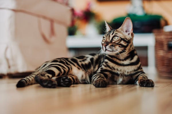 Bengal cat breed