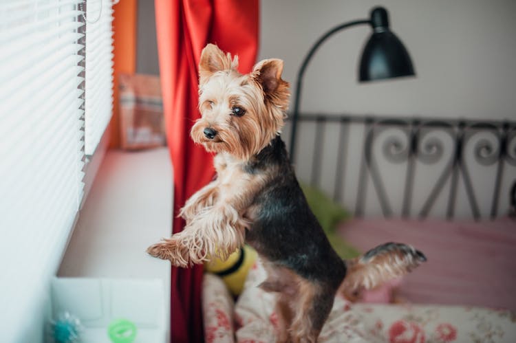 Dog Leaning On Windowsill