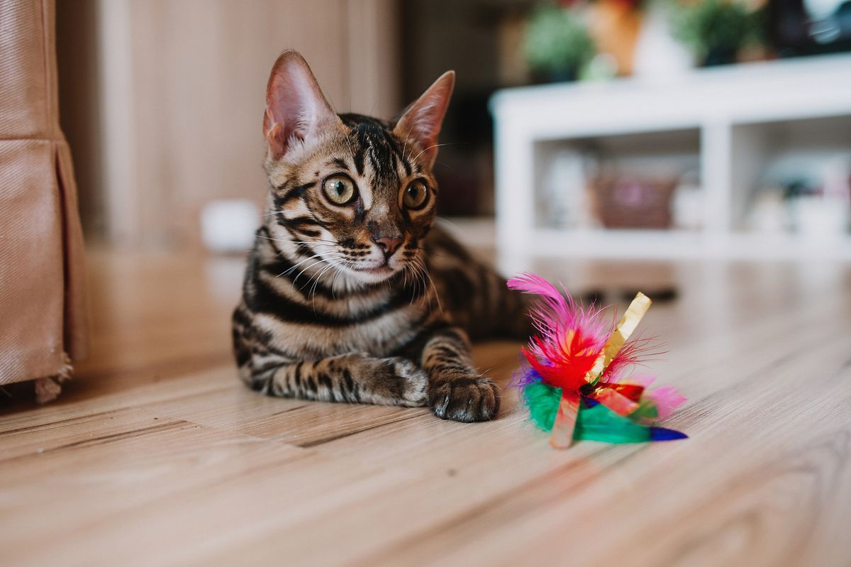 Bengal cat resting beside a feather toy on an indoor floor