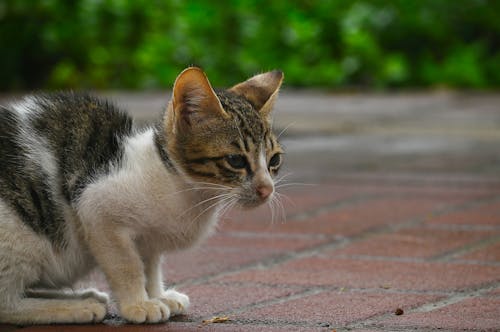 Fotos de stock gratuitas de adoptar, adorable, amante de los gatos