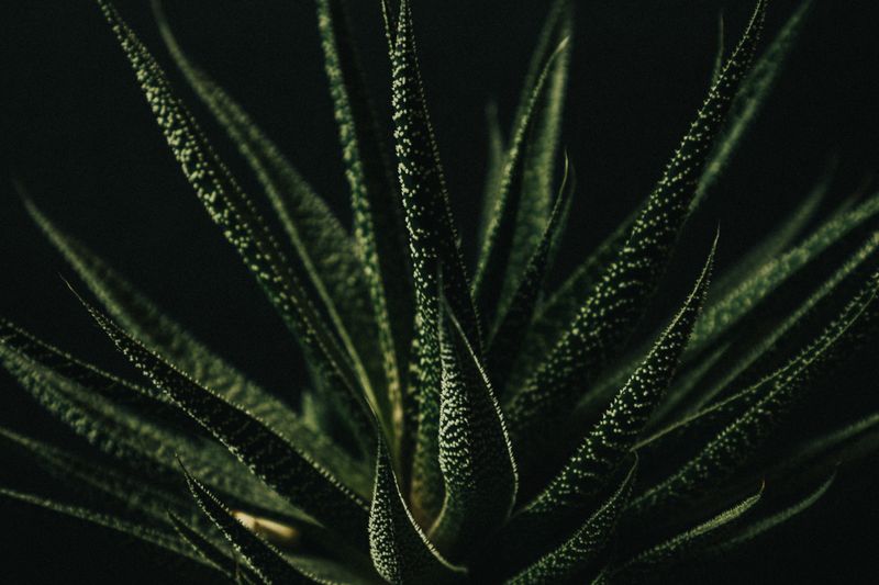 A detailed close-up of a green succulent plant against a dark background, highlighting its texture and shape.