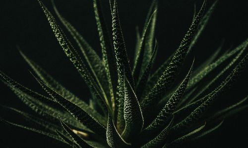 Free A detailed close-up of a green succulent plant against a dark background, highlighting its texture and shape. Stock Photo