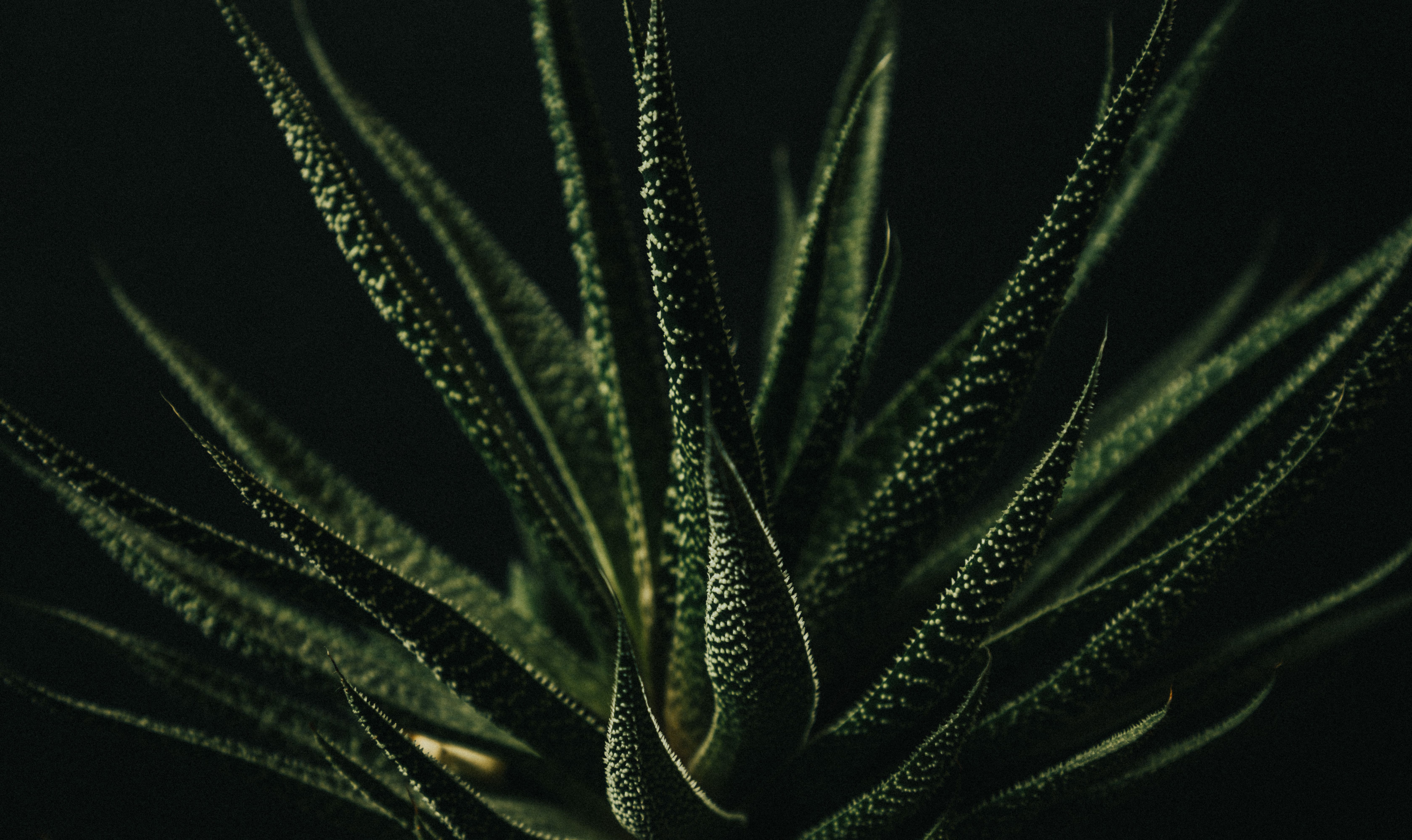 Kostenloses Foto zum Thema: aloe vera, beruhigend, blatt, botanisch, dekor,  dramatisch, dunklem hintergrund, exotisch, flora, garten, gartenbau,  gesundheit, gezhnt, grn, heilung, immergrn, innenarchitektur, kontrast,  krautig, launisch, makro ...
