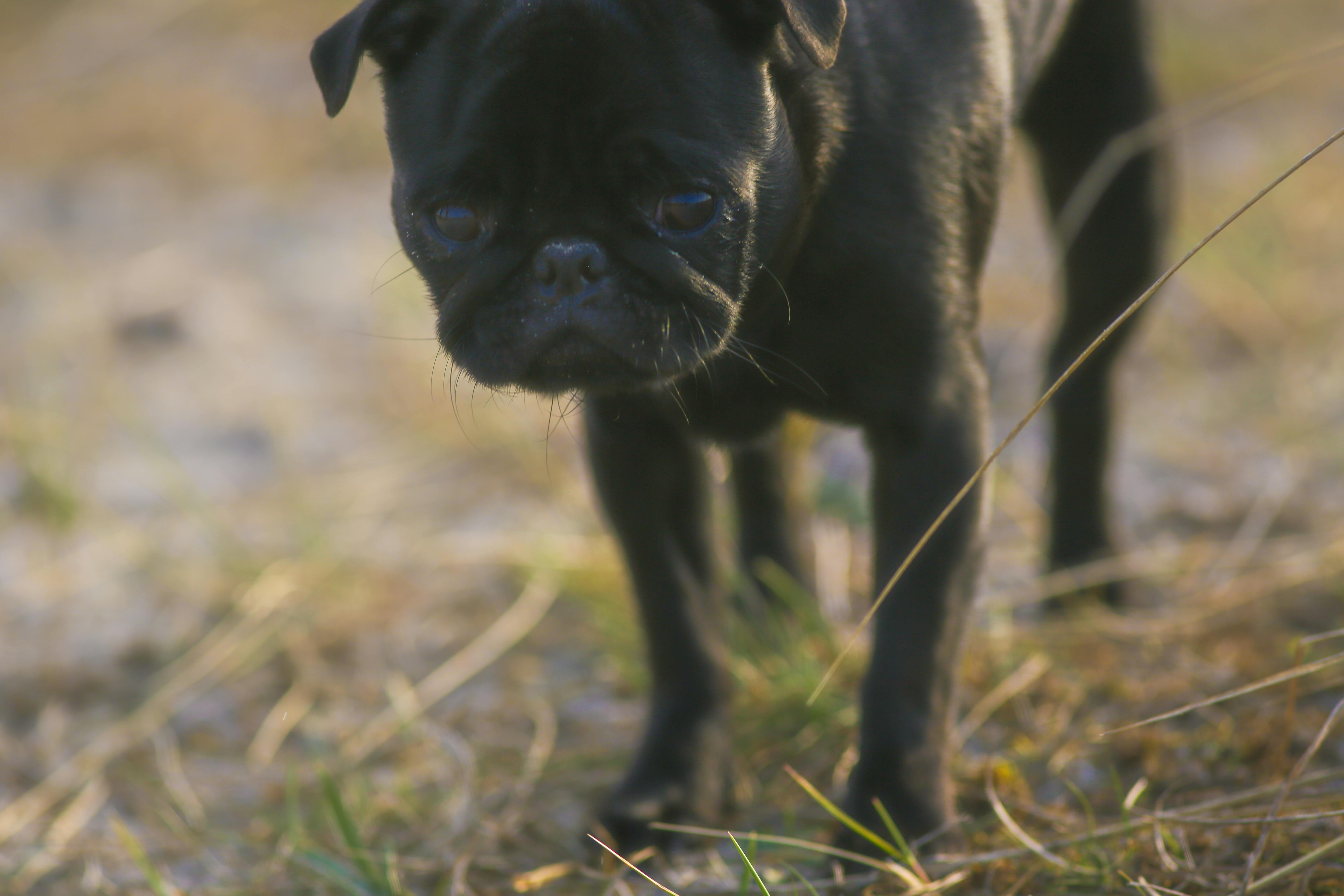 Free stock photo of black, cute, dog