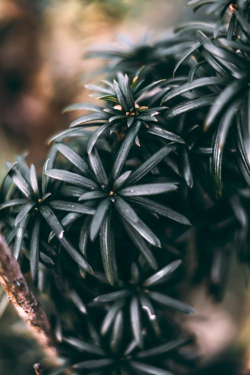 Free Detailed close-up of green foliage with a soft, moody background, perfect for botanical themes. Stock Photo