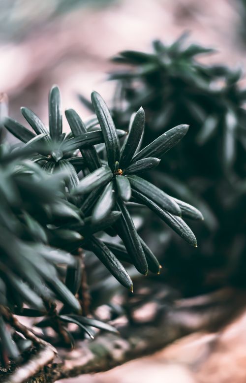 Free Detailed close-up of green evergreen leaves showcasing natural beauty and texture. Stock Photo