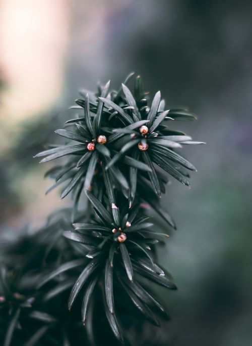 Free Moody close-up of evergreen plant with small buds, showcasing natural texture. Stock Photo