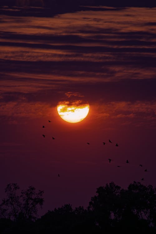 Immagine gratuita di alberi, animali, cielo rosso