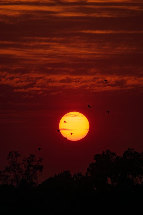 Immagine gratuita di alberi, animali, cielo rosso