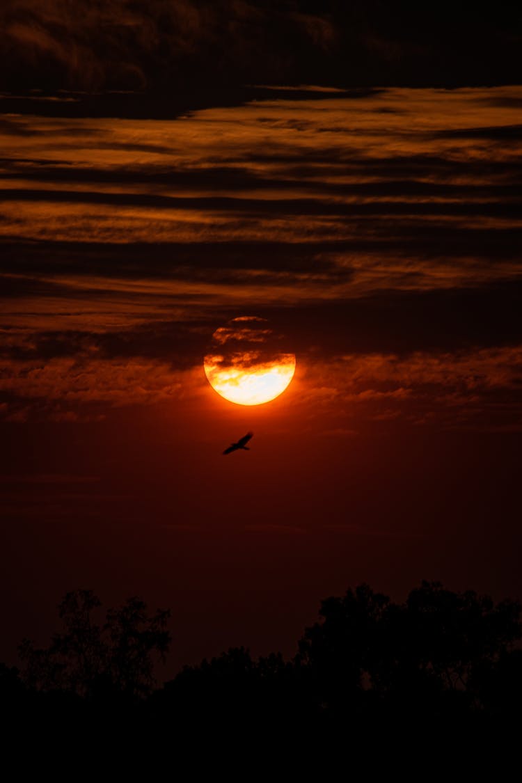 Silhouette Of Flying Bird At Dusk With Moon Eclipse