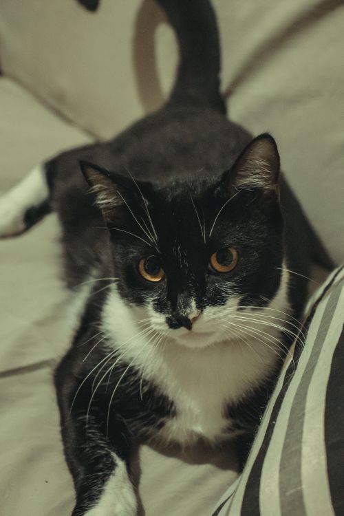 Free Charming black and white cat lounging comfortably on a couch. Stock Photo