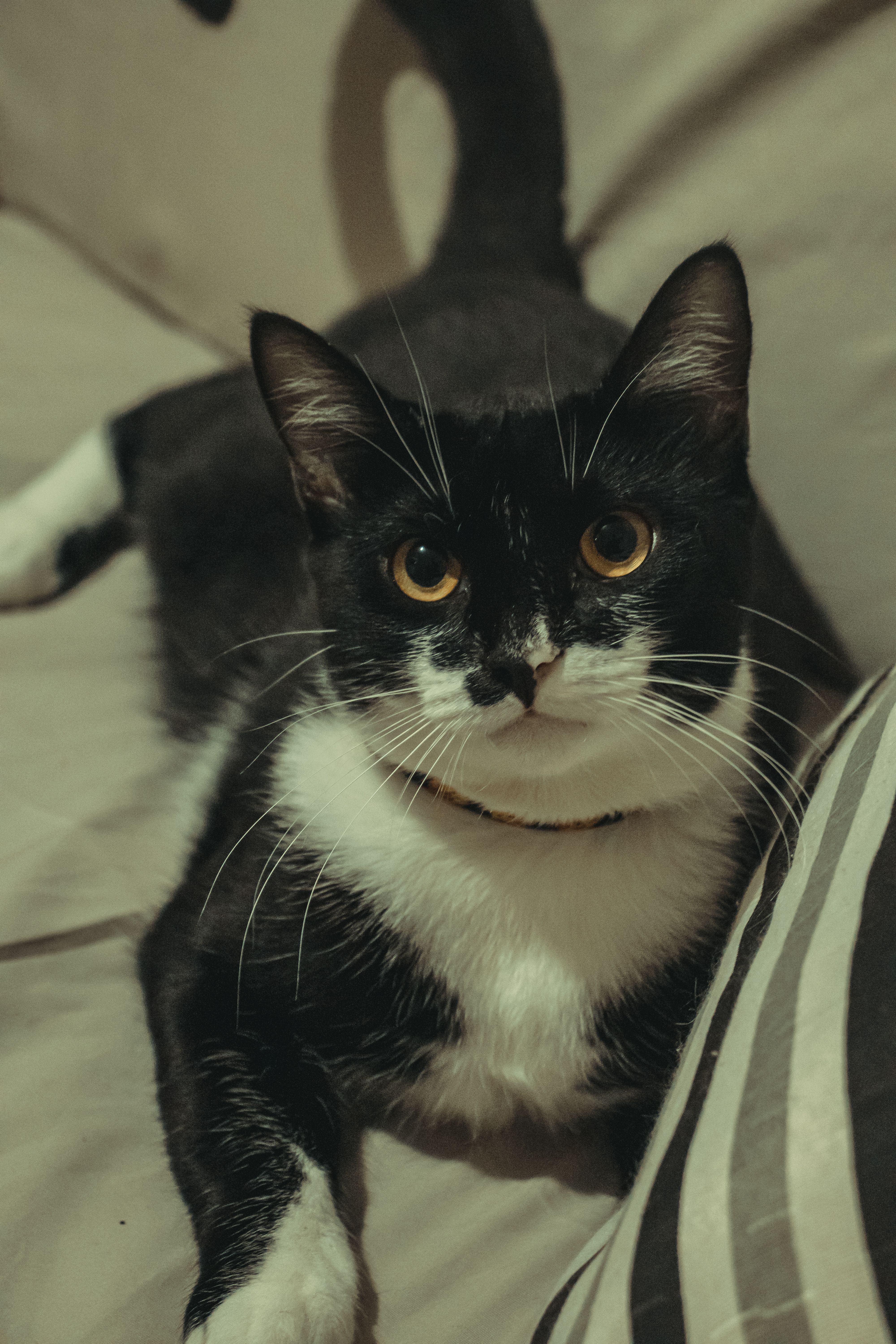 Free Charming black and white cat lying comfortably indoors, displaying curiosity with bright eyes. Stock Photo