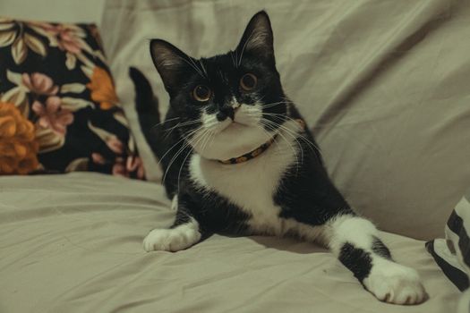 Adorable black and white cat lounging on a floral-patterned sofa, exuding a cozy and relaxed vibe.