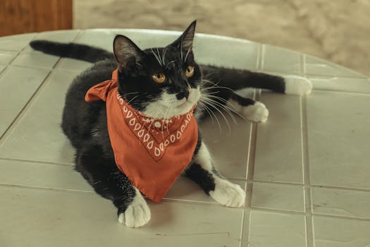 Cute black and white cat with a red bandana relaxing on a table in an indoor setting.