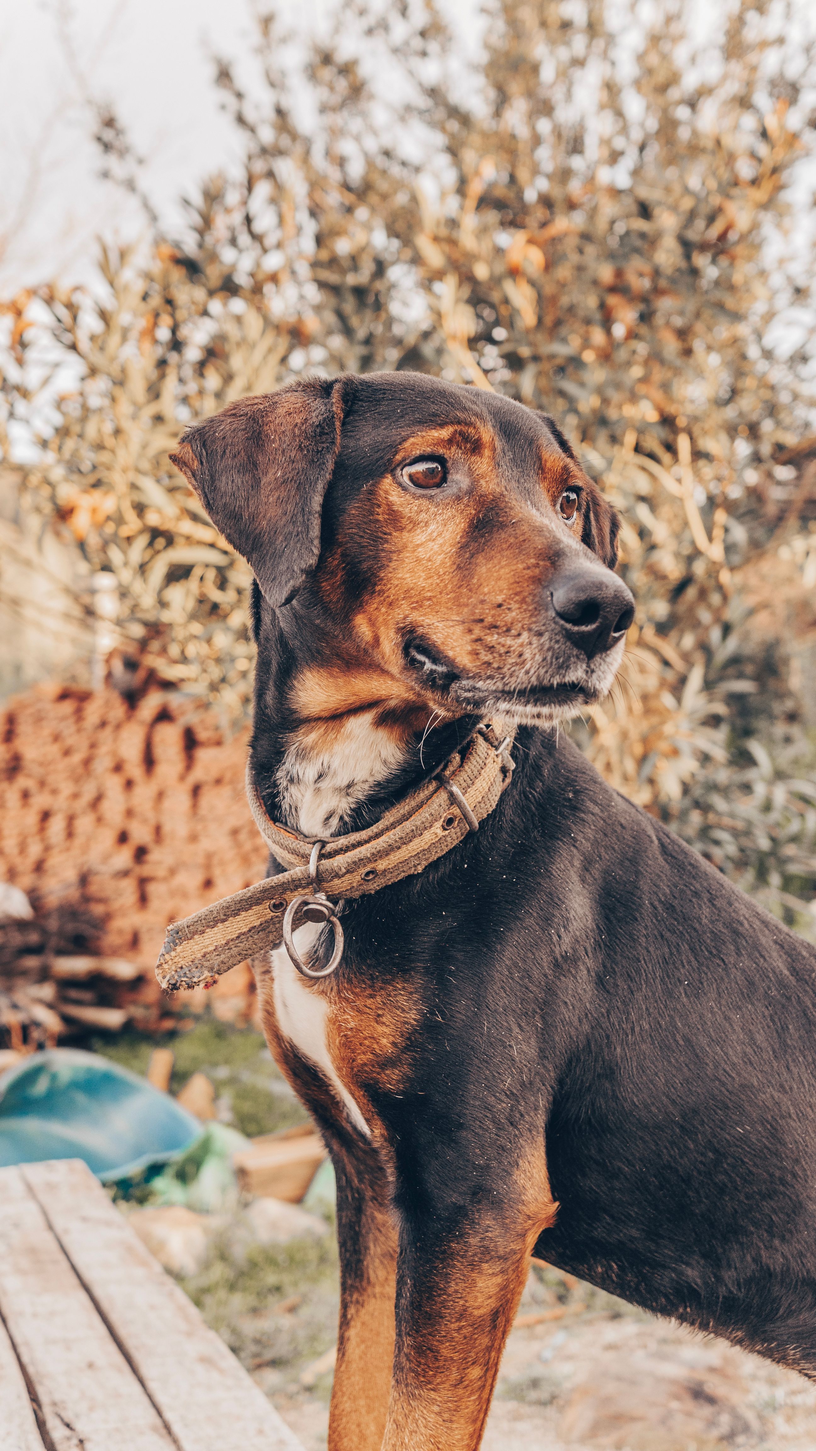 Köpek GPS Takip Cihazı 2026: Türkiye İçin En İyi Modeller ve AirTag Farkı