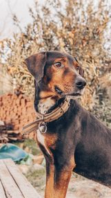 Köpek GPS Takip Cihazı 2026: Türkiye İçin En İyi Modeller ve AirTag Farkı