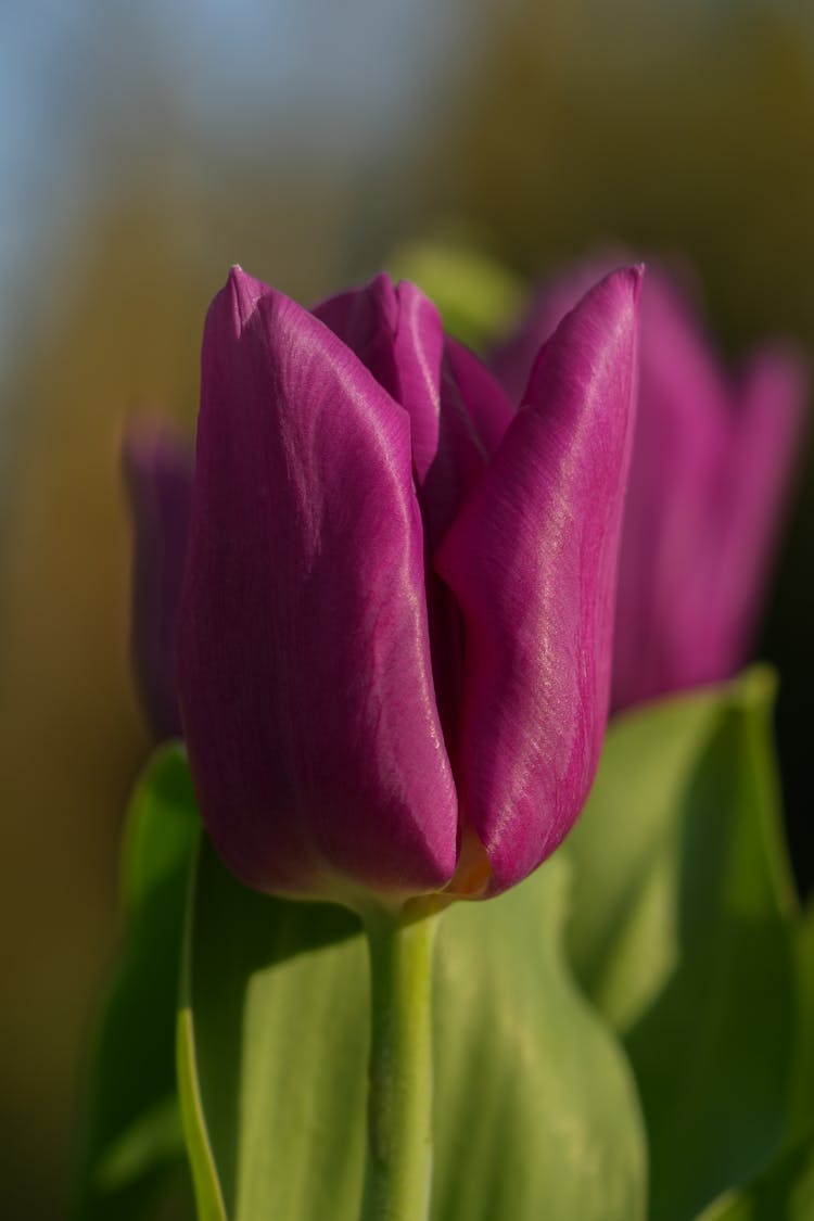 Purple Tulip Flower