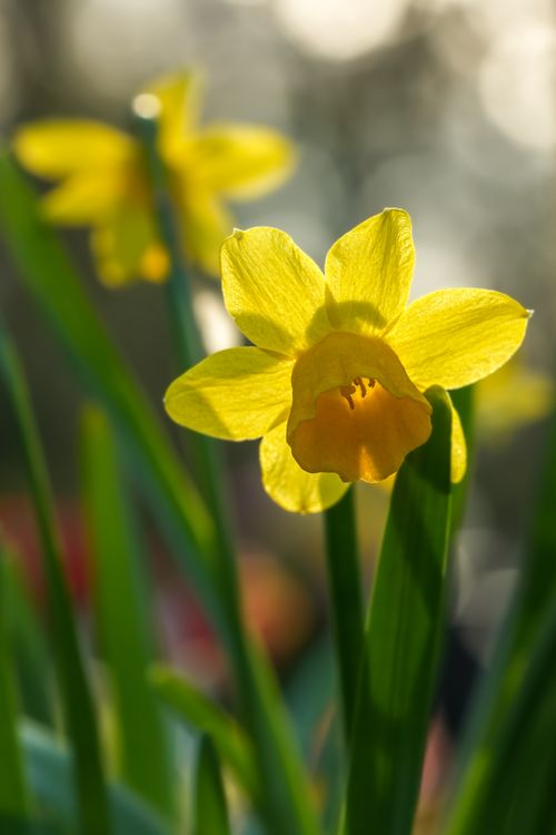 Free Close-up of a vibrant yellow daffodil flower illuminated by sunlight, surrounded by green leaves. Stock Photo