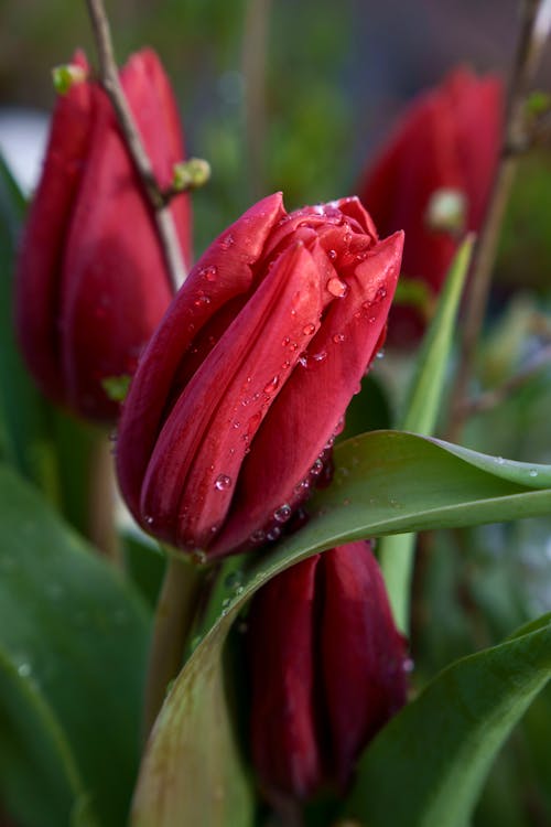 Základová fotografie zdarma na téma detail, kytka, rosa