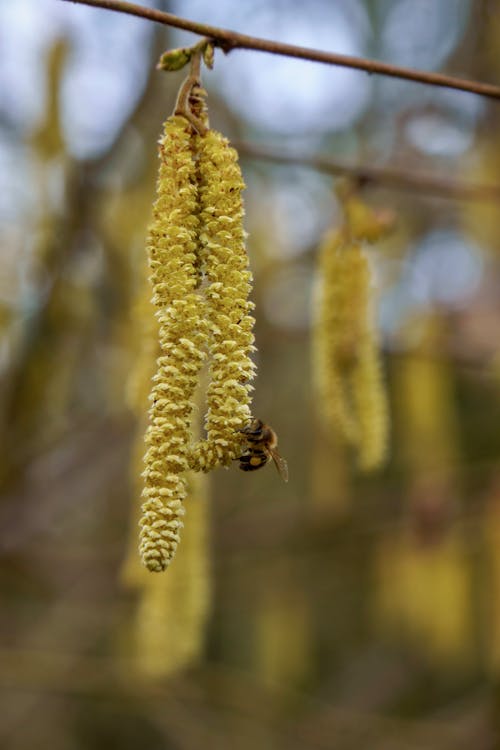 Foto d'estoc gratuïta de abella, enfocament selectiu, flor