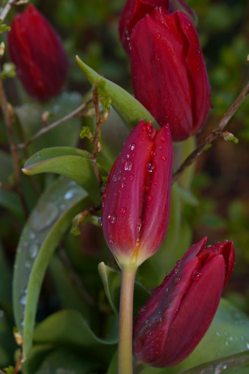 Foto d'estoc gratuïta de enfocament selectiu, flor, gotetes