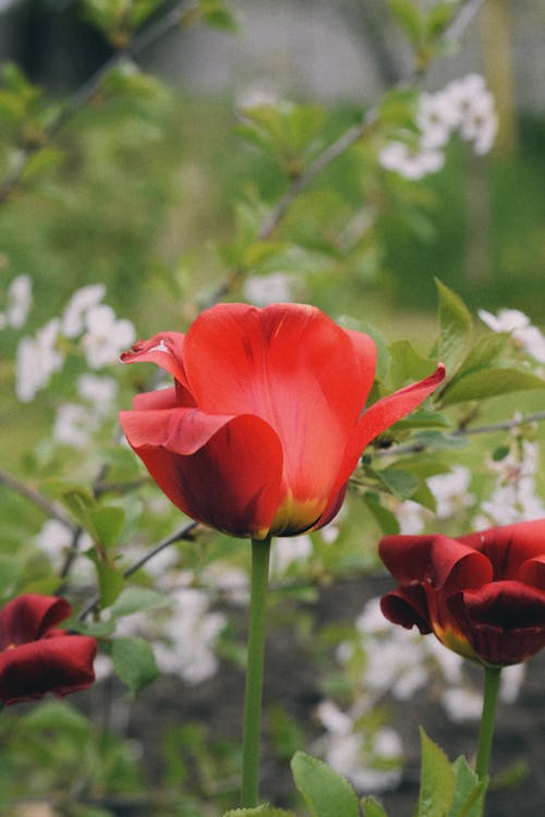 Red Tulips in Garden