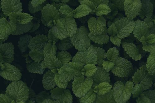 Free Close-up of fresh green mint leaves providing a lush natural background. Stock Photo