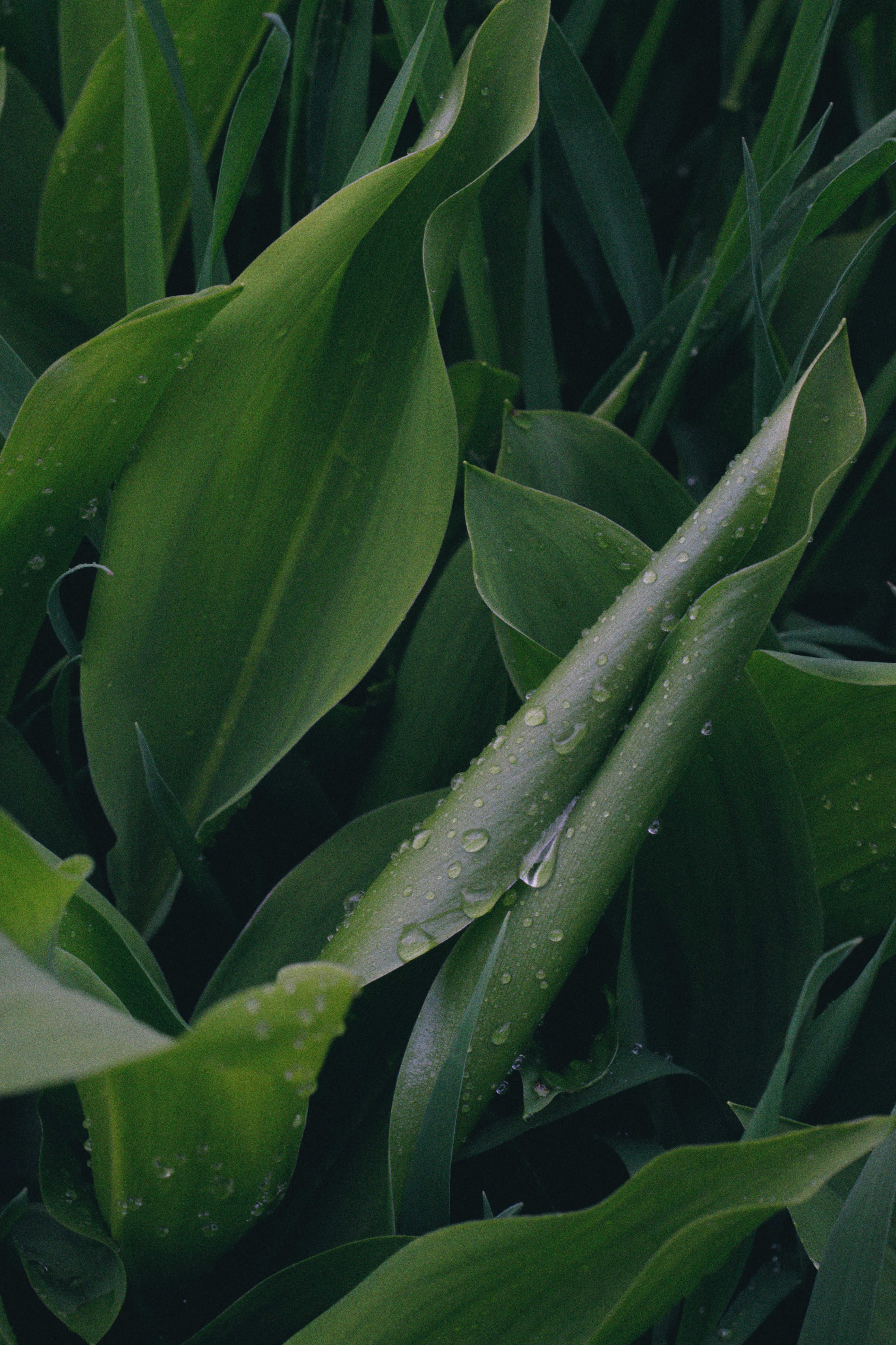 A close-up shot of fresh green leaves with glistening dew drops, showcasing nature's beauty.
