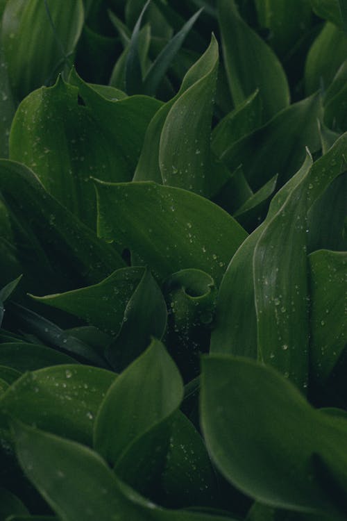 Foto stok gratis daun-daun hijau, dekoratif, kilang