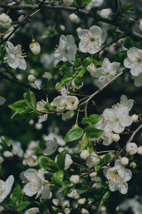 Darmowe zdjęcie z galerii z białe kwiaty, gałęzie, jabłoń