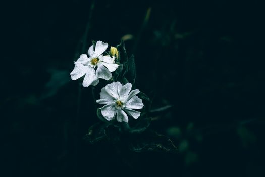 White campion flowers with rain drops