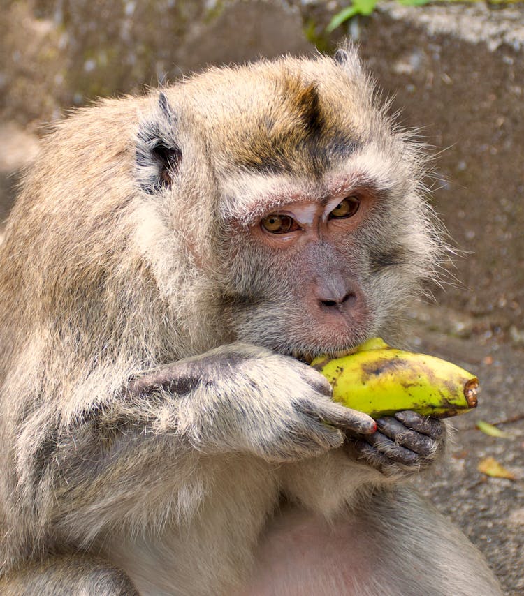 Monkey Eating Fruit