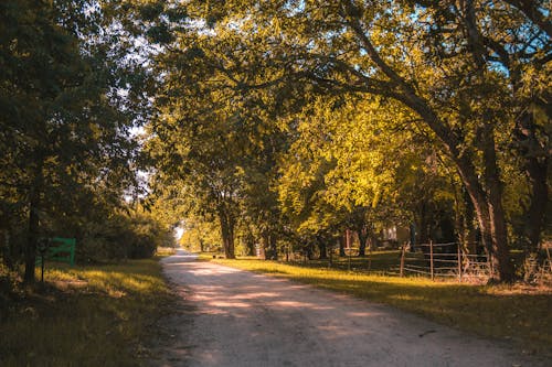 Fotos de stock gratuitas de arboles, camino, camino de tierra