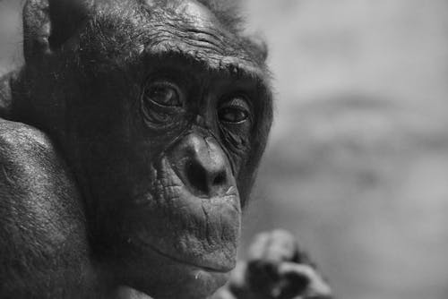 Portrait of Chimpanzee