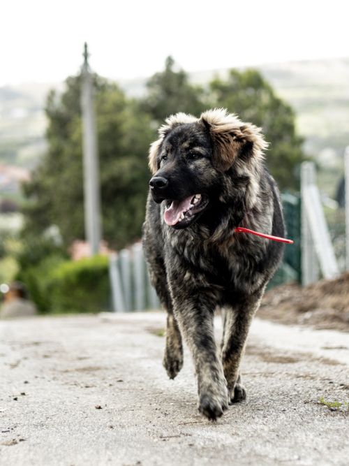 Free Close-up of a happy dog walking down a rural road, showcasing nature and pet joy. Stock Photo