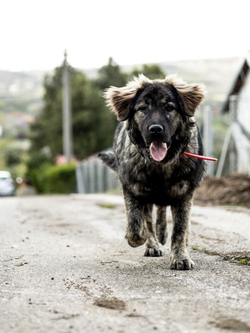 Free A young dog joyfully walks on a rural path, showcasing its fluffy fur and playful nature. Stock Photo