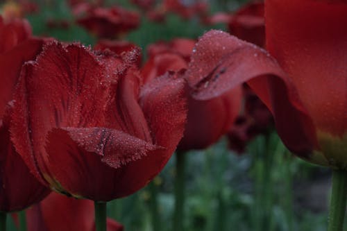 Free stock photo of fringed tulips