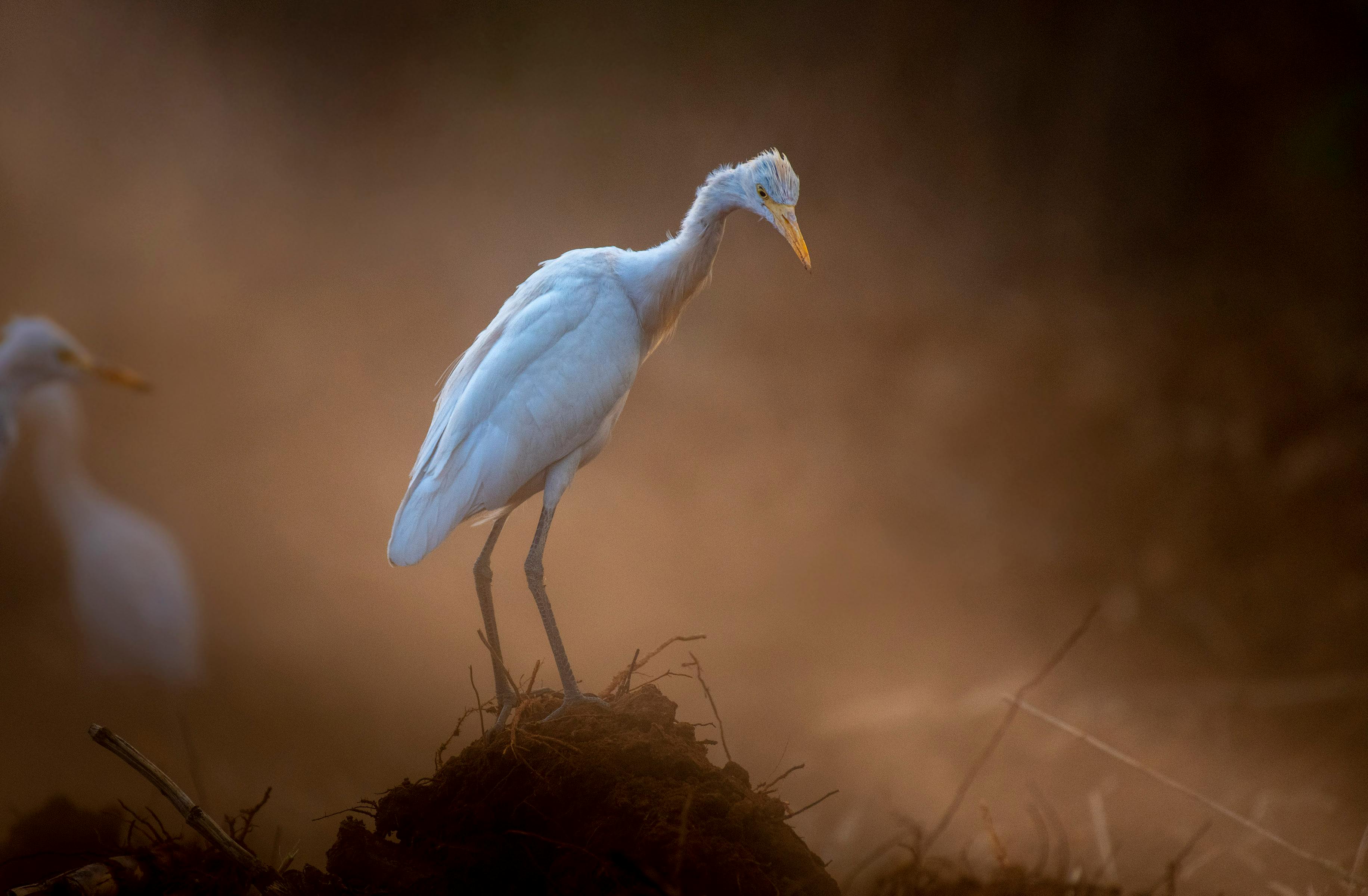 5 letter word for small heron